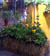 Straw Bale Garden
