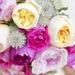 David Austin Luxury Garden Roses