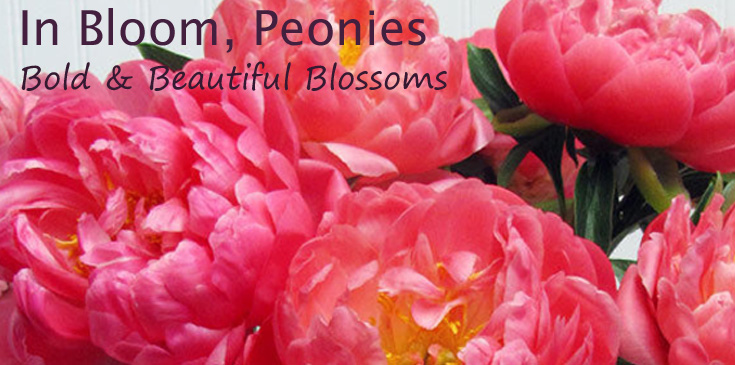 Peony - 