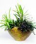 Green Plants & Dish Gardens