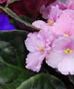 Flowering Plants & Gardens
