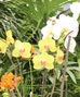 Orchid Plants & Gardens