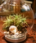 Terrariums, Succulents & Air Plants