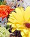 Bright & Vibrant Flower Designs