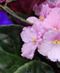 Flowering Plants