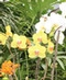 Orchid Plants & Gardens