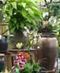 Urban Gardening