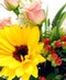 Summer Flowers