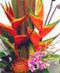 Tropicals and Exotics