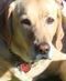 Gifts for Pets