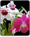 Orchid