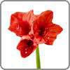 Amaryllis