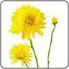 Chrysanthemum, Cushion