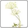 Queen Anne's Lace