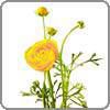 Ranunculus