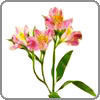 Alstroemeria