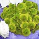 Green Mums