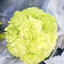 Green Carnations