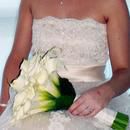 White Callas