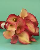 Calla Lilly