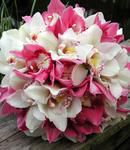 Cymbidium Orchid