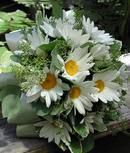 Daisy Delight