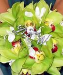 Green Cymbidium