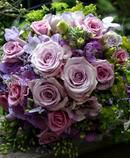 Lavender Roses