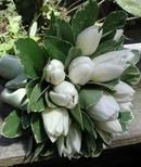 White Tulips