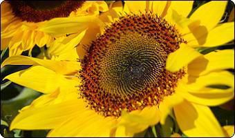 Ah Sam Flowers