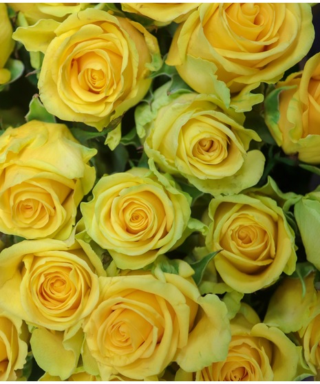 Luxury Roses in a Vase - Designer's Selection