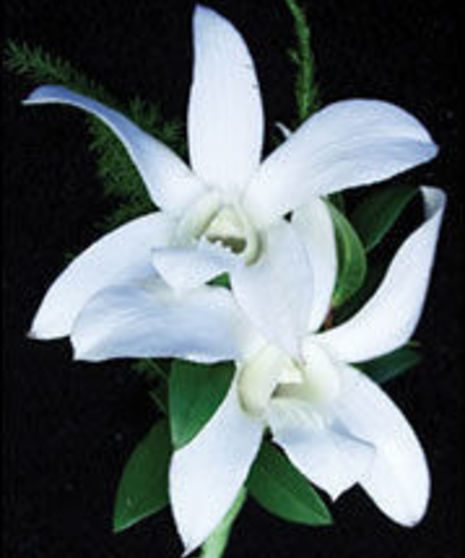 Two Dendrobium Orchid Boutonniere