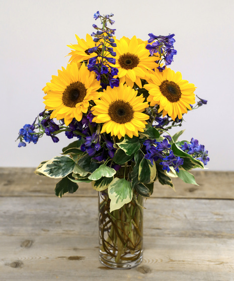 Afternoon Delight Sunflower