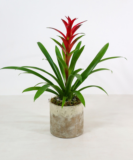 Urban Bromeliad