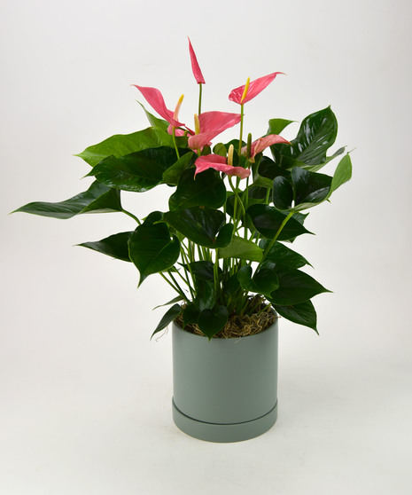 Tropical Heart - Anthurium Plant