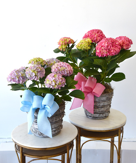Blooming Hydrangea Plant