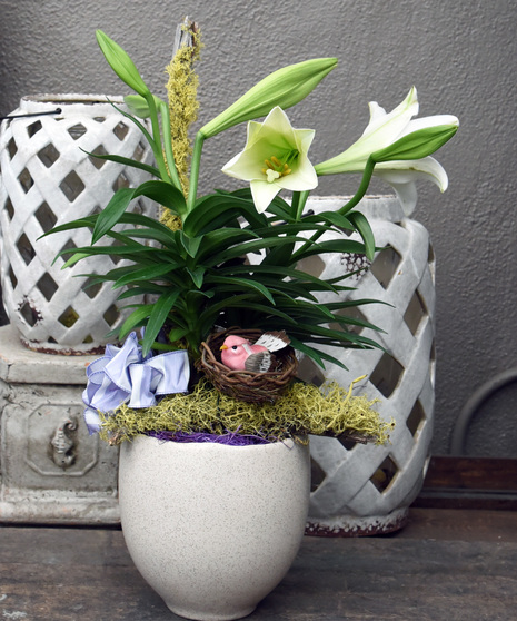 Lovely Easter Lily Plant