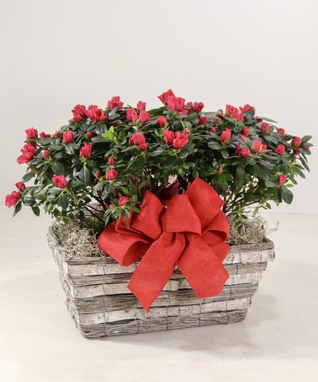 Double Azalea Basket