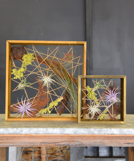 Air Plant Living Frame - Tillandsias