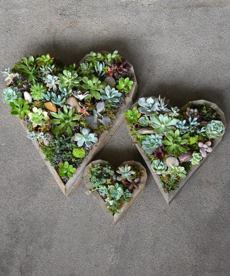 Succulent Heart Garden