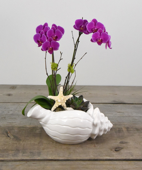 Orchid Seashell Garden