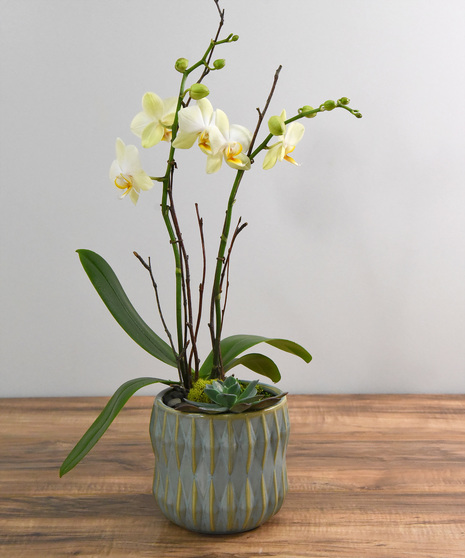 Thank You Orchid