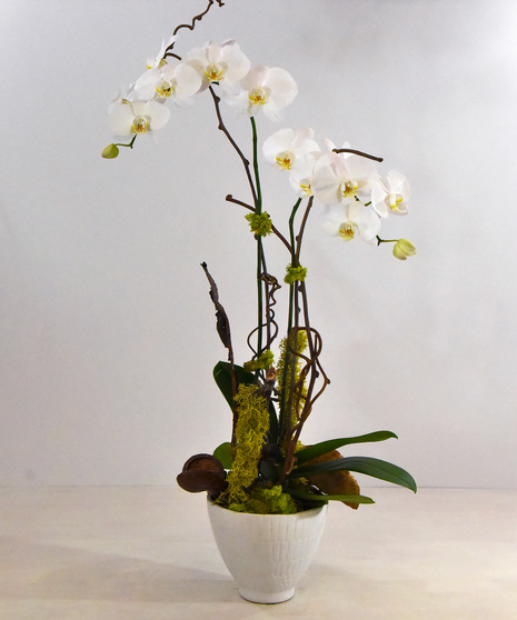 Exotic Phalaenopsis Orchid Plant