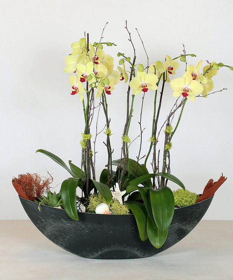 Orchids by the Sea Garden