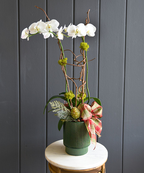 Winter Delight Orchid Plant