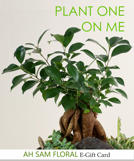 Plant One Digital E-Gift Card