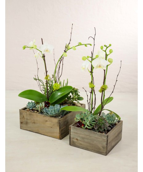 Ciao! Orchid & Succulent Garden