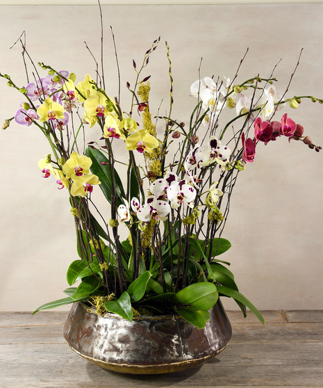 Orchid Plants & Gardens Delivery San Mateo, Bay Area & Nationwide