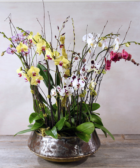 Set in large round container with several large  orchid plants  each having multiple stems of butterfly shaped  blooms. Decorative sticks, moss, and shells adorn  arrangement.