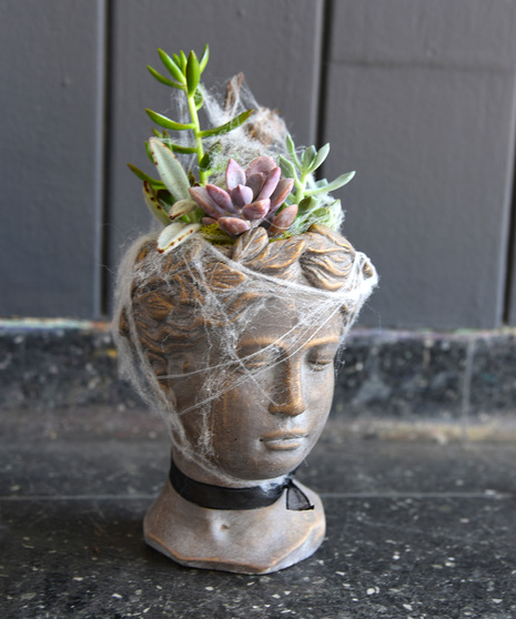 Spooky Aphrodite Succulent Garden